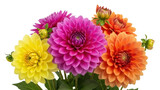 Colorful dahlia flowers isolated PNG on transparent background, vibrant floral arrangement for design projects and creative compositions