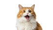 © Naveed - Cute Fluffy Orange and White Cat with Surprised Open Mouth Expression isolated PNG with Transparent Background