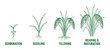 ©  MVectors - Rice growth stages vector diagram showing rice plant life cycle from germination to heading and maturity