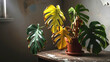 © drimerz - Monstera Houseplant with Yellow Wilting Leaves in Dim Room