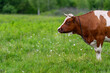 © beholdereye - A Brown Cow Happily Grazing in a Beautiful and Lush Green Pasture Under the Summer Sky