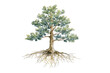 © Pavel - Illustration showing a tree with visible roots and leaves in a simple design set against a white background