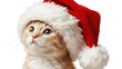 © Sohail - Adorable Ginger Tabby Kitten Wearing a Festive Red Santa Hat isolated PNG with Transparent Background