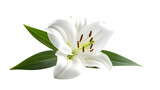 An elegant white lily flower with vibrant green leaves on a stark black background