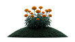 © Prichachai - Orange pompom flowers, green leaves, and lush grass mound create vibrant, cheerful garden scene, perfect for spring or summer nature backgrounds and landscape design inspiration