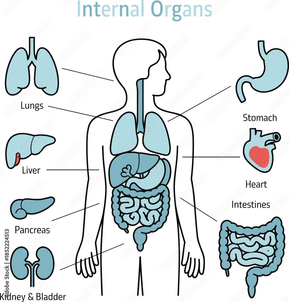 Stylized diagram of human internal organs with labeled anatomy ...