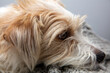 © hunter76 - Pies, Jack Russell Terrier, leży na kanapie, portret