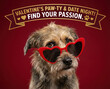 © Pixel Alchemist - Valentine love romantic cosy affection pet cute adorable soft dog wearing red heart shaped sunglasses with passion and paw ty date night celebration background Pet Valentine concept