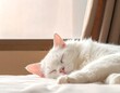 © Erda - Sleeping white feline on a bed, window in the background
