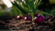 © Curioso.Photography - Fresh red onions growing in fertile soil during early agricultural cultivation.