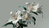 Realistic Style White Lily Flower Photography