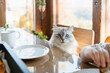 © Westend61 - Domestic cat sitting at table at home in calm cozy atmosphere