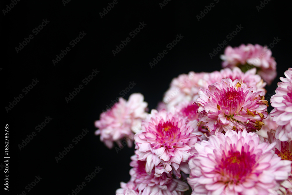 pink chrysanthemum flower isolated on black background, with negative space