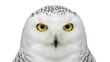 © GODSTOX - Striking snowy owl head isolated PNG on transparent background, majestic bird with yellow eyes and speckled feathers, wildlife design element
