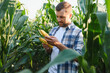 © Serhii - Farmer examining corn cobs in cultivated field