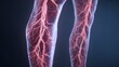 © Ellionn - Human leg anatomy with visible blood vessels and arteries. Medical illustration displaying the vascular system for educational and healthcare use. Problem varicose veins disease.