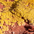 © Travel 'n' Lifestyle - View of vibrant yellow lichen blooms across the weathered red-brown rock, a stark contrast in textures and colors under the desert sun, Desert Hills, Arizona, United States.