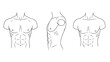 © kuyilg - Male torso line drawings anatomy depiction with detailed musculature