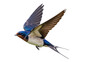 © Vasilis - Barn swallow flying PNG isolated on transparent background, Hirundo rustica bird with blue feathers and long tail, wildlife cutout