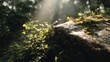 © suus - Sunlit Forest Floor: A Glimpse into Nature's Serene and Peaceful Beauty