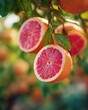 © Khuntim - Macro close-up unveils vibrant, juicy sliced grapefruit halves hanging from a citrus branch amidst lush green leaves on a sunny day in the grapefruit orchard.