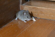 © kelly marken - 家の中のハツカネズミ