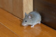 © kelly marken - 家の中のハツカネズミ