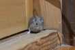 © kelly marken - 家の中のハツカネズミ