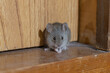 © kelly marken - 家の中のハツカネズミ