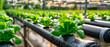 © Tatsiana - Close-up view of vertical NFT pipes in a hydroponic greenhouse where fresh lettuce is being grown using an advanced aquaponic system
