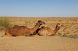 © DS - camels in the sam desert Jaisalmer India