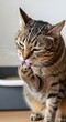 © AliRza - Cute tabby cat licking its paw with pink tongue out, close-up portrait of pet grooming hygiene and cleanliness.