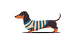 © Luther - A cute cartoon dachshund dog standing in profile while wearing a cozy blue and white striped sweater isolated on a white background.