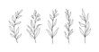 © supplement - Elegant botanical line art of five distinct leaf branches on white background