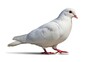 © Heini - 白い鳩のクローズアップ写真、明るい背景に対比して美しく立つ