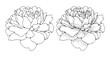 © Лилия Агапова - Hand-drawn lush peony flower outline or sketch for publications or coloring books. Vector black and white flower illustration.