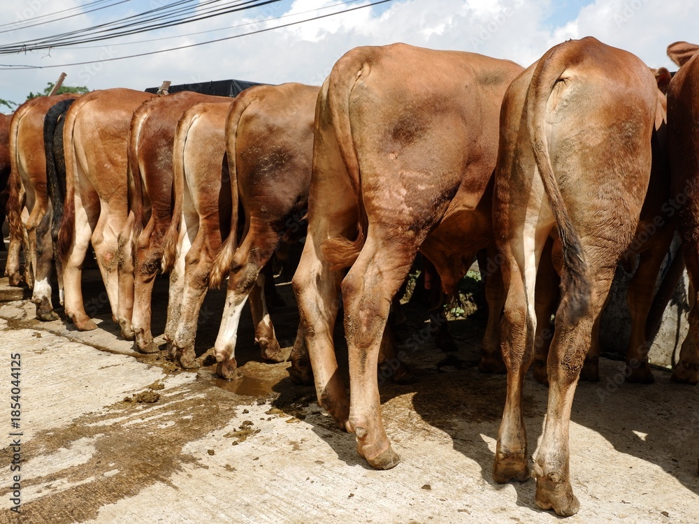 Rear view of a row of brown beef cattle standing in a row on a farm ...