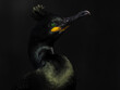 © Marcin Dobas - Fine art low-key portrait of a European Shag (Phalacrocorax aristotelis) with emerald eye and yellow beak on black background