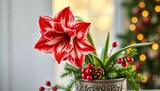 Amaryllis in a festive pot, decorated with pinecones and berries,   christmas flower, amaryllis