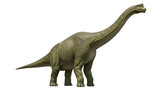 Green Brachiosaurus dinosaur isolated PNG on transparent background, prehistoric animal with long neck for educational use