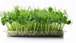© Rowan - Fresh Pea Microgreen Sprouts Isolated On A White Background