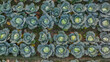 © Toufiqul - young cabbage grows in the farmer field.
