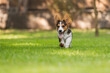 © OlgaOvcharenko - Corgi Dog Running on Green Grass in Park