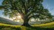 © PromptWorksStudio - Majestic ancient oak tree standing in a green meadow with sun rays bursting through the branches under a blue sky