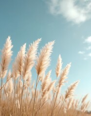 Naklejka na meble Pampas grass plumes sway gently in breeze under clear blue sky. Fluffy feathery stalks create soft abstract natural background. Warm light illuminates golden brown dried stems. Ideal for decor, boho