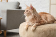 © Pixel-Shot - Cute Maine Coon cat lying on pouf in living room