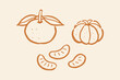 © Victoria - Mandarin orange whole and segments doodle line art vector illustration