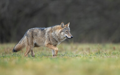 Naklejka na meble Grey wolf ( Canis lupus ) close up