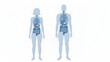 © Eggie - Detailed anatomical illustration of human internal organs in male and female bodies.