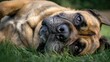 © Serhii - Playful Mastiff Dog Rolling Over on Green Grass in the Park with a Silly Expression